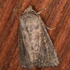 Diarsia intermixta (Chevron Cutworm, Orange Peel Moth.) at Melba, ACT - 16 Jan 2022 by kasiaaus