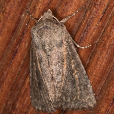 Diarsia intermixta (Chevron Cutworm, Orange Peel Moth.) at Melba, ACT - 16 Jan 2022 by kasiaaus