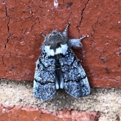 Oenosandra boisduvalii at Aranda, ACT - 18 Mar 2022 01:07 PM