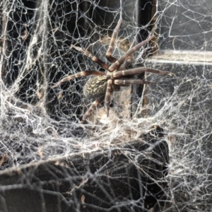 Badumna sp. (genus) at Amaroo, ACT - 18 Mar 2022