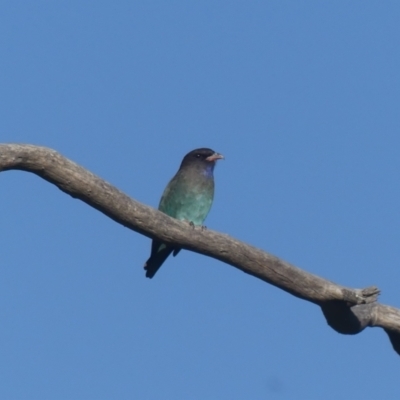 Eurystomus orientalis (Dollarbird) at South Albury, NSW - 17 Mar 2022 by AlburyCityEnviros