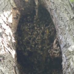Apis mellifera (European honey bee) at South Albury, NSW - 18 Mar 2022 by AlburyCityEnviros