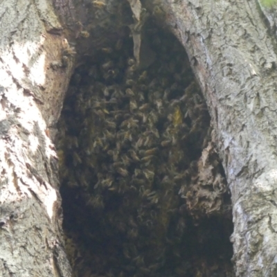 Apis mellifera (European honey bee) at South Albury, NSW - 17 Mar 2022 by AlburyCityEnviros