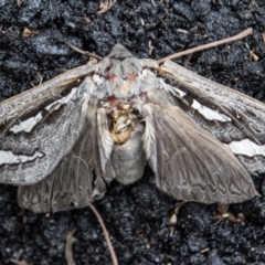 Abantiades (genus) (A Swift or Ghost moth) at Tidbinbilla Nature Reserve - 15 Mar 2022 by SWishart
