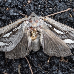 Abantiades (genus) at Paddys River, ACT - 16 Mar 2022 10:02 AM