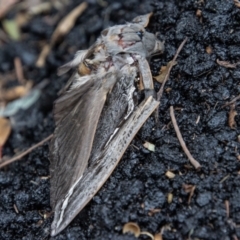 Abantiades (genus) at Paddys River, ACT - 16 Mar 2022