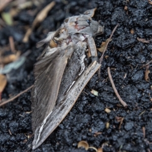 Abantiades (genus) at Paddys River, ACT - 16 Mar 2022 10:02 AM