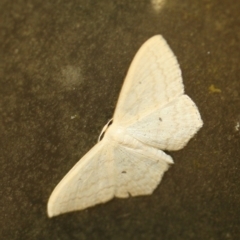 Scopula perlata (Cream Wave) at Tathra, NSW - 15 Mar 2022 by KerryVance