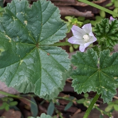 Malva neglecta (Dwarf Mallow) at Watson, ACT - 18 Mar 2022 by AniseStar