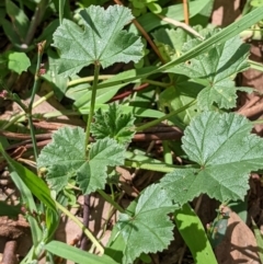 Malva neglecta at Watson, ACT - 18 Mar 2022