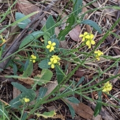 Hirschfeldia incana (Buchan Weed) at Watson Green Space - 18 Mar 2022 by AniseStar