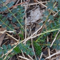 Acaena sp. (A Sheep's Burr) at Watson Green Space - 18 Mar 2022 by AniseStar