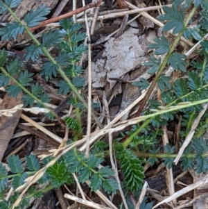 Acaena (genus) at Watson, ACT - 18 Mar 2022