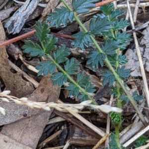 Acaena (genus) at Watson, ACT - 18 Mar 2022