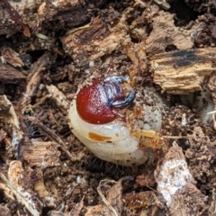 Scarabaeidae (family) at Watson, ACT - 18 Mar 2022