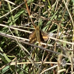 Ocybadistes walkeri (Green Grass-dart) at Googong, NSW - 18 Mar 2022 by Wandiyali