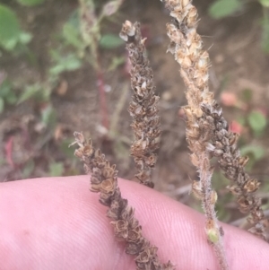 Plantago euryphylla at Cooleman, NSW - 12 Mar 2022