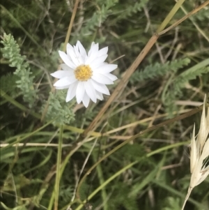 Rhodanthe anthemoides at Tantangara, NSW - 12 Mar 2022