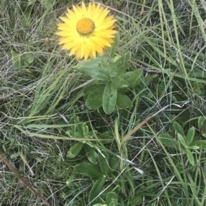 Xerochrysum subundulatum at Tantangara, NSW - 12 Mar 2022