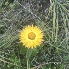 Xerochrysum subundulatum at Tantangara, NSW - 12 Mar 2022