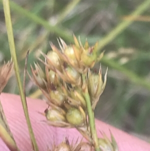 Juncus tenuis at Cooleman, NSW - 12 Mar 2022