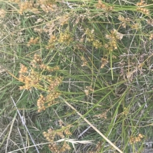 Juncus tenuis at Cooleman, NSW - 12 Mar 2022