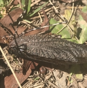 Acripeza reticulata at Cooleman, NSW - 12 Mar 2022 01:32 PM