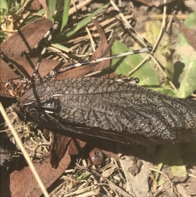 Acripeza reticulata (Mountain Katydid) at Cooleman, NSW - 12 Mar 2022 by Tapirlord