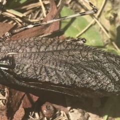 Acripeza reticulata at Cooleman, NSW - 12 Mar 2022 01:32 PM