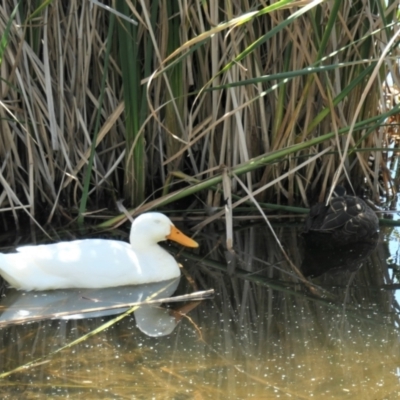 Anas platyrhynchos (Mallard (Domestic Type)) at Gungahlin, ACT - 14 Mar 2022 by TrishGungahlin