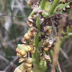 Sceptridium australe at Bimberi, NSW - suppressed