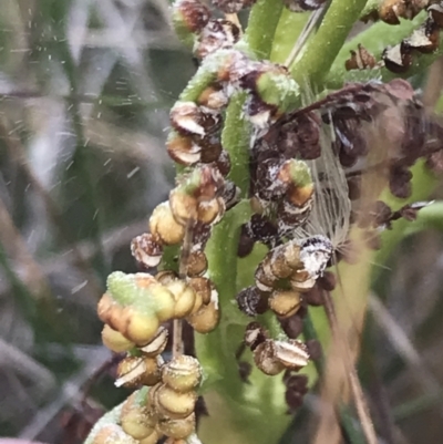 Botrychium australe (Austral Moonwort) at Bimberi, NSW - 12 Mar 2022 by Tapirlord