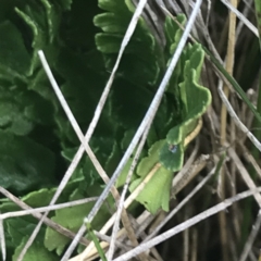 Sceptridium australe at Bimberi, NSW - suppressed