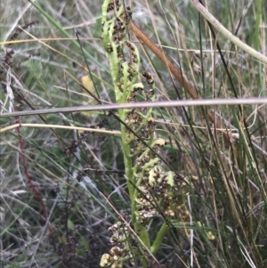 Sceptridium australe at Bimberi, NSW - suppressed