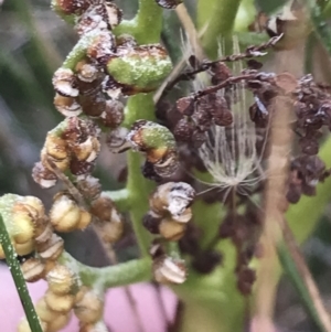 Sceptridium australe at Bimberi, NSW - suppressed