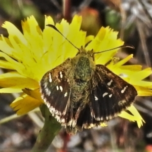 Atkinsia dominula at Booth, ACT - 18 Mar 2022