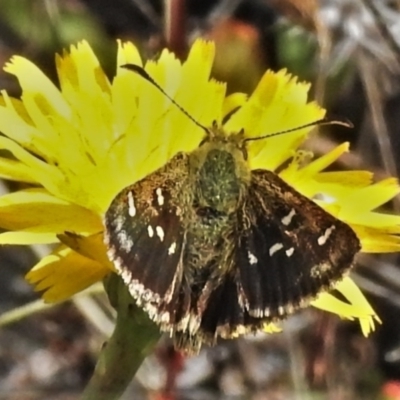 Atkinsia dominula (Two-brand grass-skipper) at Booth, ACT - 18 Mar 2022 by JohnBundock