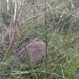 Sporobolus creber at Jerrabomberra, ACT - 18 Mar 2022