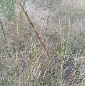 Sporobolus creber at Jerrabomberra, ACT - 18 Mar 2022