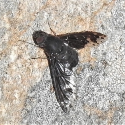 Anthrax maculatus (A bee fly) at Booth, ACT - 18 Mar 2022 by JohnBundock