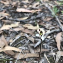 Eriochilus cucullatus (Parson's Bands) at O'Connor, ACT - 18 Mar 2022 by chromo