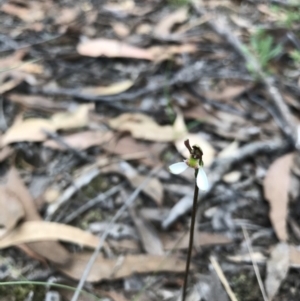 Eriochilus cucullatus at O'Connor, ACT - 18 Mar 2022