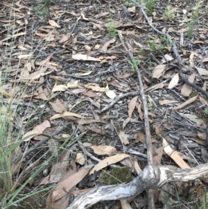 Eriochilus cucullatus at O'Connor, ACT - 18 Mar 2022