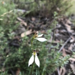 Eriochilus cucullatus (Parson's Bands) at O'Connor, ACT - 18 Mar 2022 by chromo