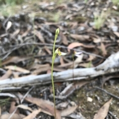 Eriochilus cucullatus at O'Connor, ACT - 18 Mar 2022