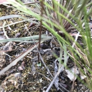 Eriochilus cucullatus at O'Connor, ACT - 18 Mar 2022