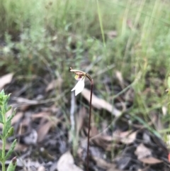 Eriochilus cucullatus at O'Connor, ACT - 18 Mar 2022