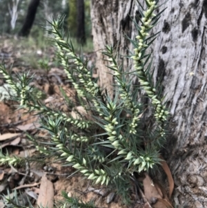 Melichrus urceolatus at O'Connor, ACT - 18 Mar 2022