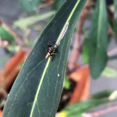 Opisthoncus grassator (Jumping spider) at Reid, ACT - 14 Mar 2022 by AndyRussell