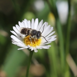 Megachile (Eutricharaea) serricauda at Kaleen, ACT - 11 Mar 2022 11:33 AM